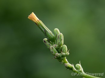 Flower buds